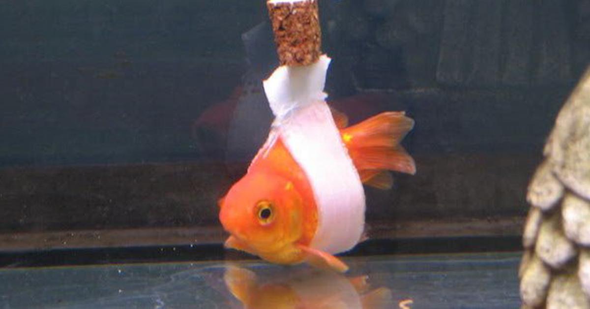 Disabled Goldfish Gets Makeshift “Wheelchair” To Be Able to Swim