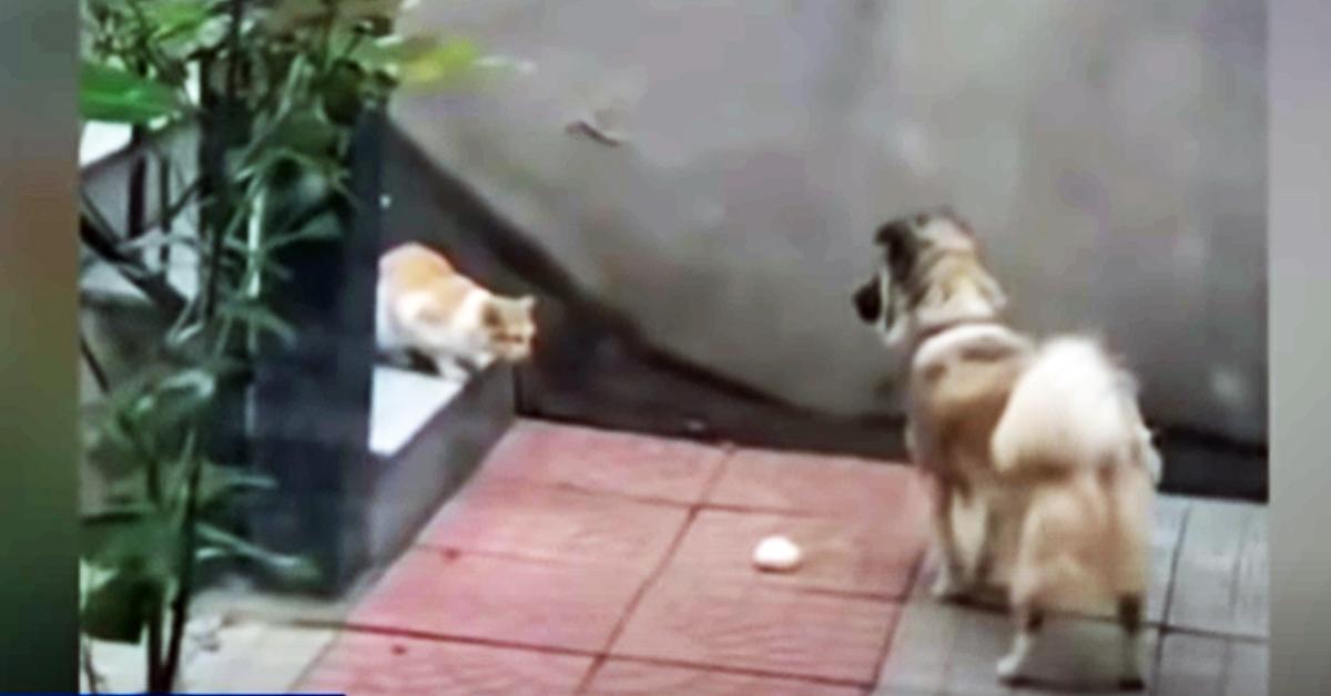 Kind Hearted Dog Keeps Sharing Food With Hungry Stray Cat
