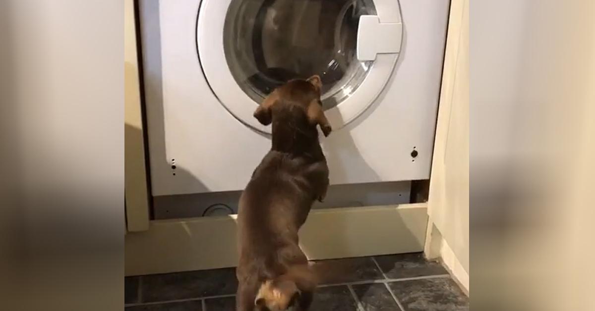 Small Dog Waits Impatiently For His Teddy Bear In To Come Out From Tumble Dryer
