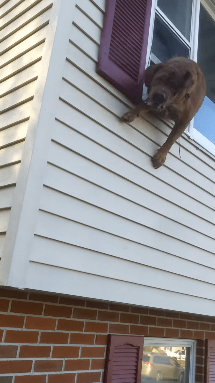 Family Dog Makes A Very Daring Jump Out Of Window To Escape Burning Home