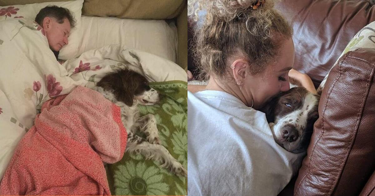 The Family Sleeps In Turns With Their Senior Dog To Keep Him Company