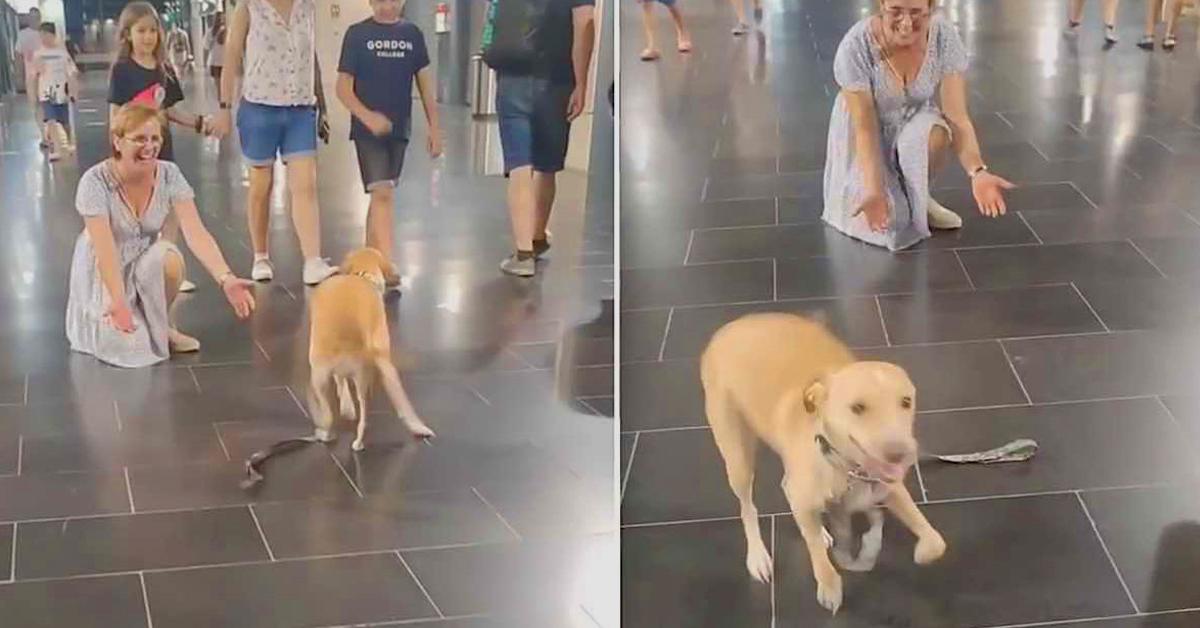 Dog Couldn't Stop Dancing When Seeing His Grandparents, And It Was Moment Of Pure Joy