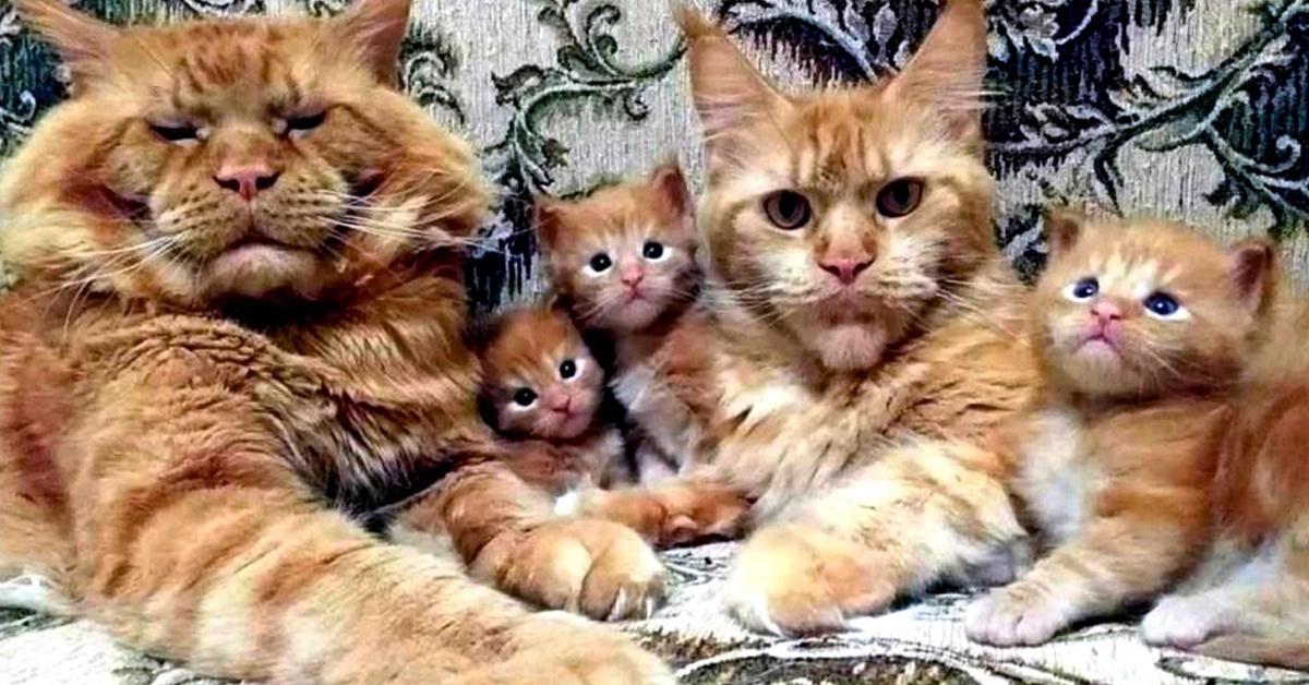 Golden Maine Coon Cats Are The Cutest Family Ever