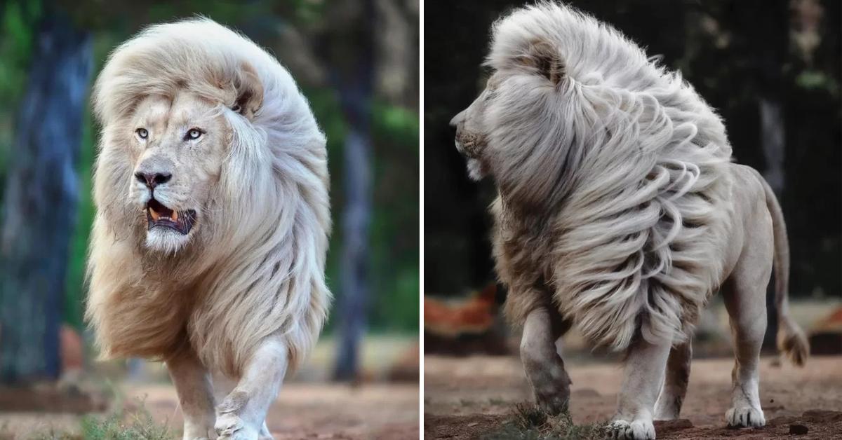 Marvelous Photos For The White Lion Showing His Majesty Mane