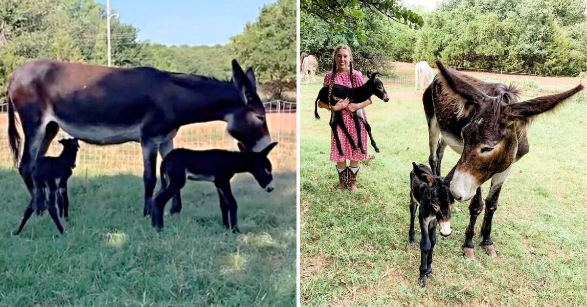 Rare Baby Donkeys Twins Born On Oklahoma Farm, What A Huge Blessing