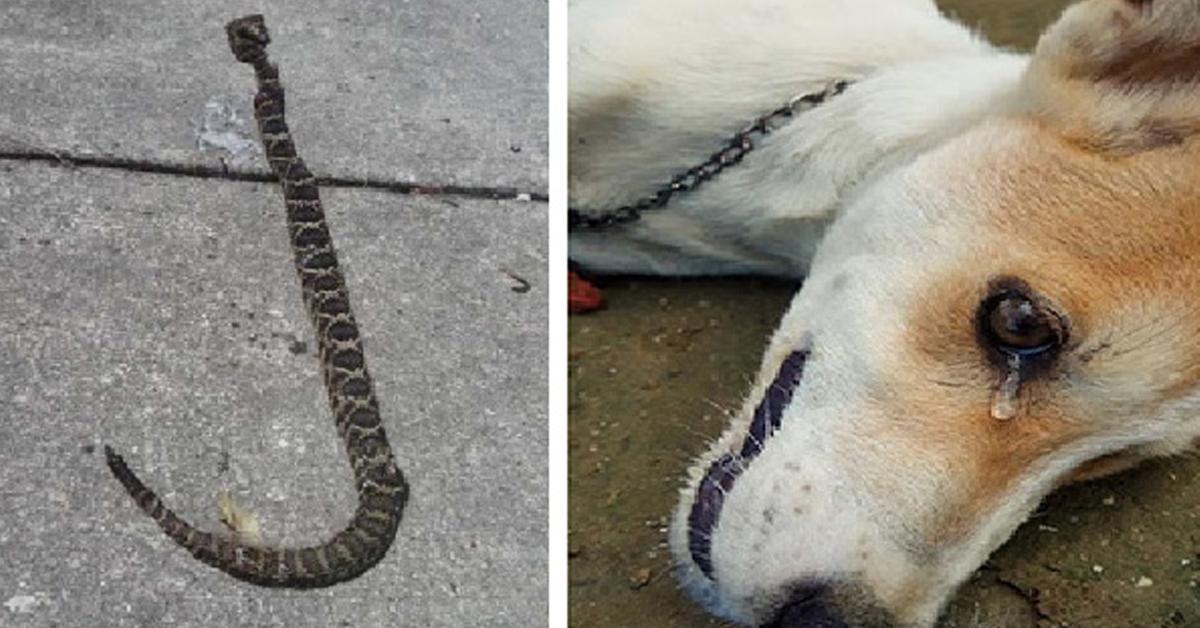Brave Dog Passes Away While Saving His Owners From Deadly Snake