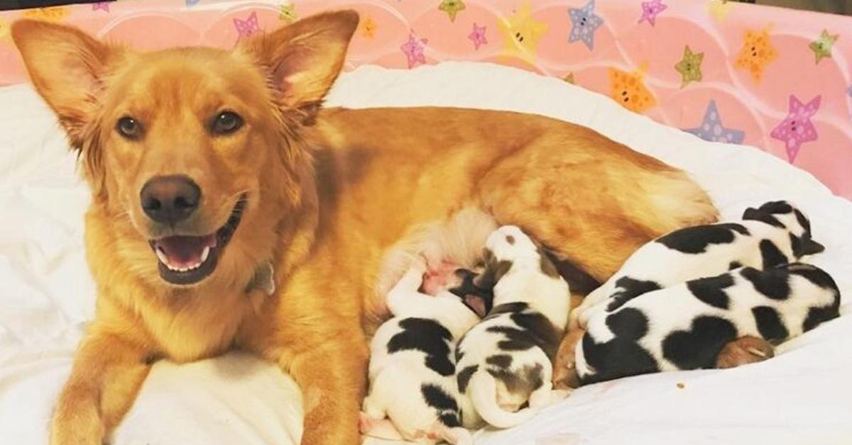 Meet The Adorable Elf Owl Is The Smallest Owl In The World