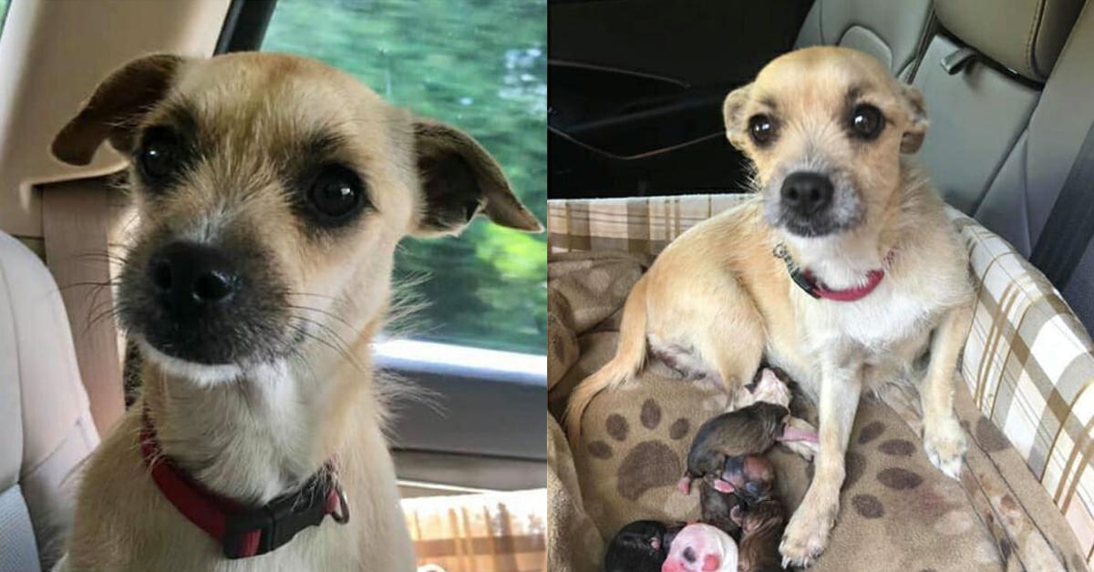 Pregnant Dog Adopted From HighKill Shelter, Gives Birth While On Her