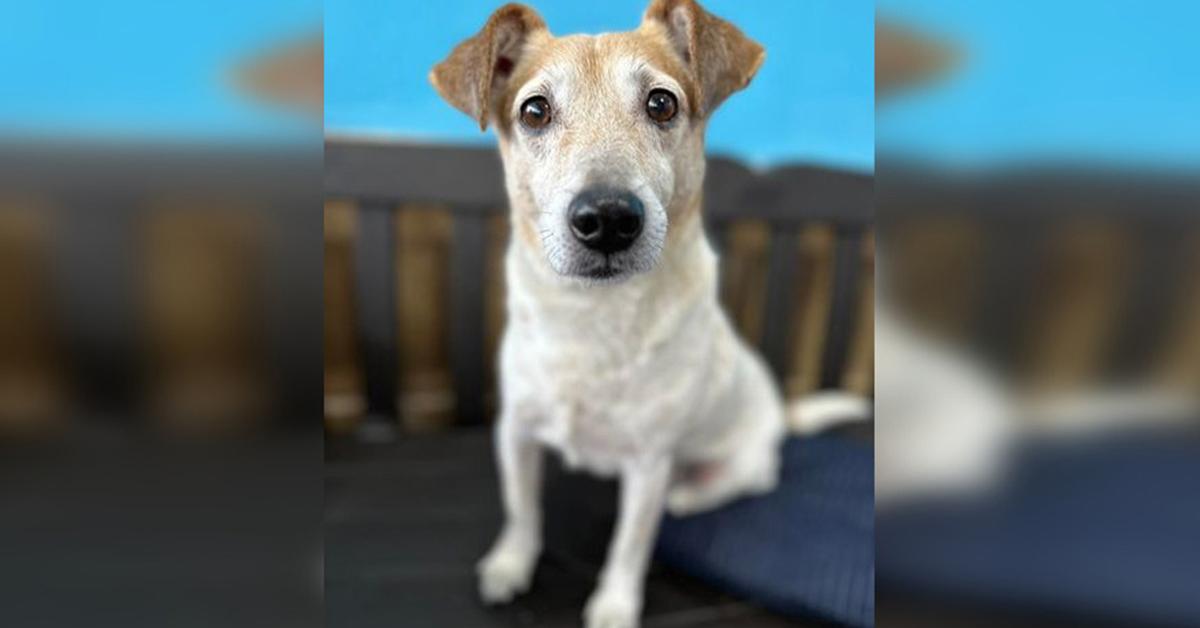 Missing Dog Melts Hearts Of Millions When Reunited With His Family