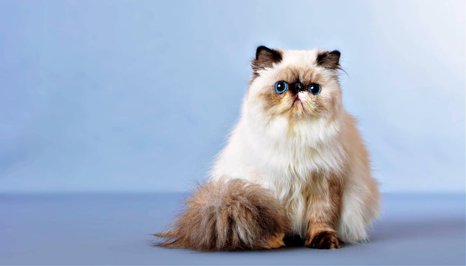 Persian Cat Luxurious Coat & Regal Grace The Pet Pros