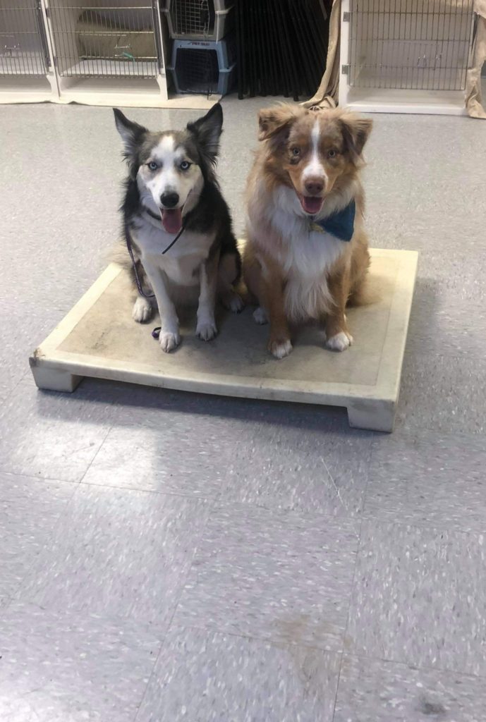 Dog Training Pet Rendezvous