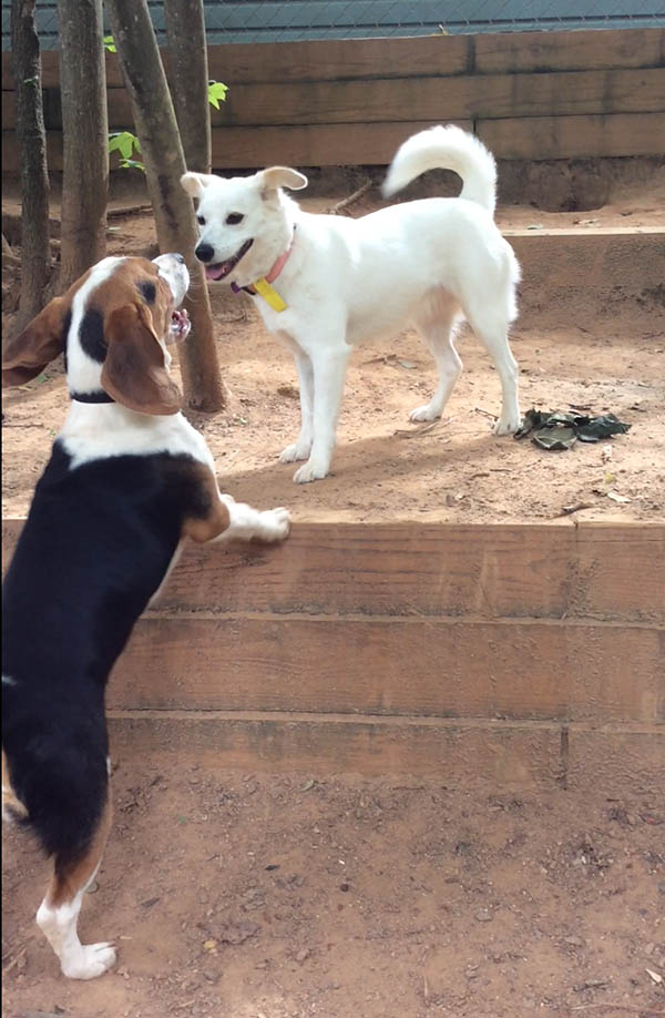 Gallery The Pet Resorts Cumming Atlanta, GA