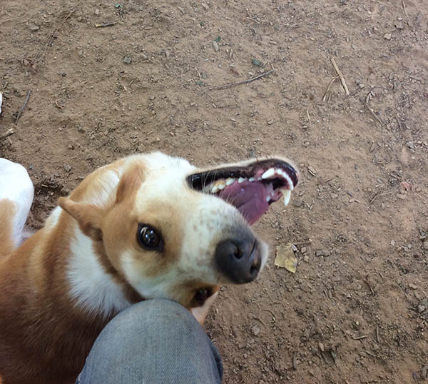 The Pet Resorts Dunwoody Chamblee, Brookhaven, Sandy Springs