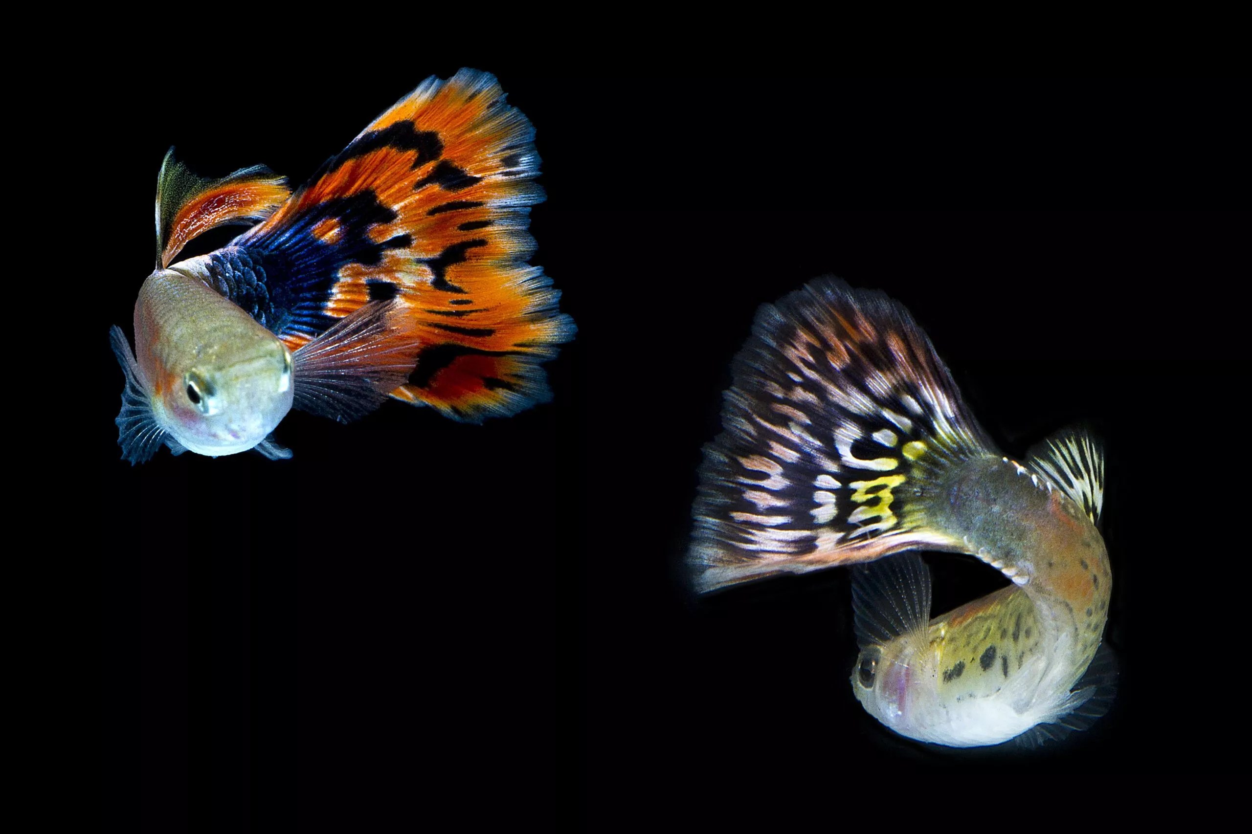 Guppy Tank Mates Fish Compatible with Guppies ThePets