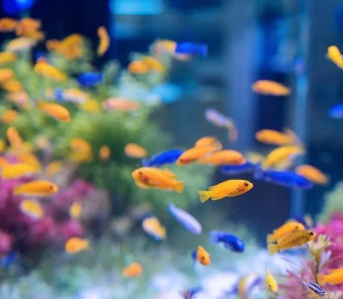 What's a good starter fish for an aquarium? ThePets