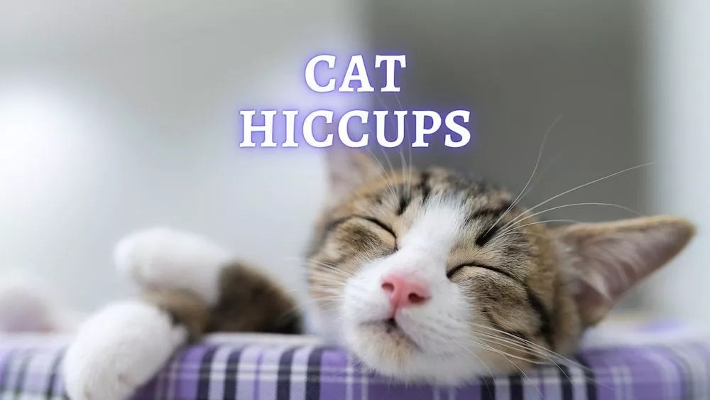 Can Dogs Cats Hiccup