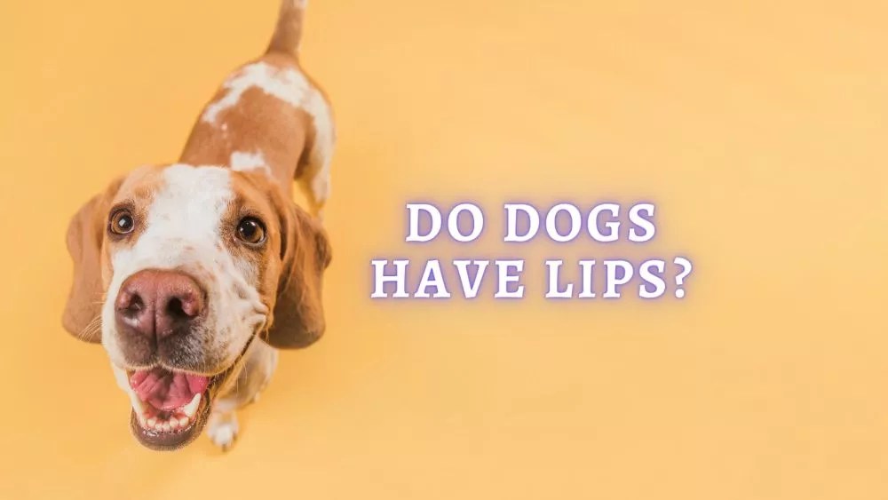Why Do Dogs Have Ridges On Their Lips