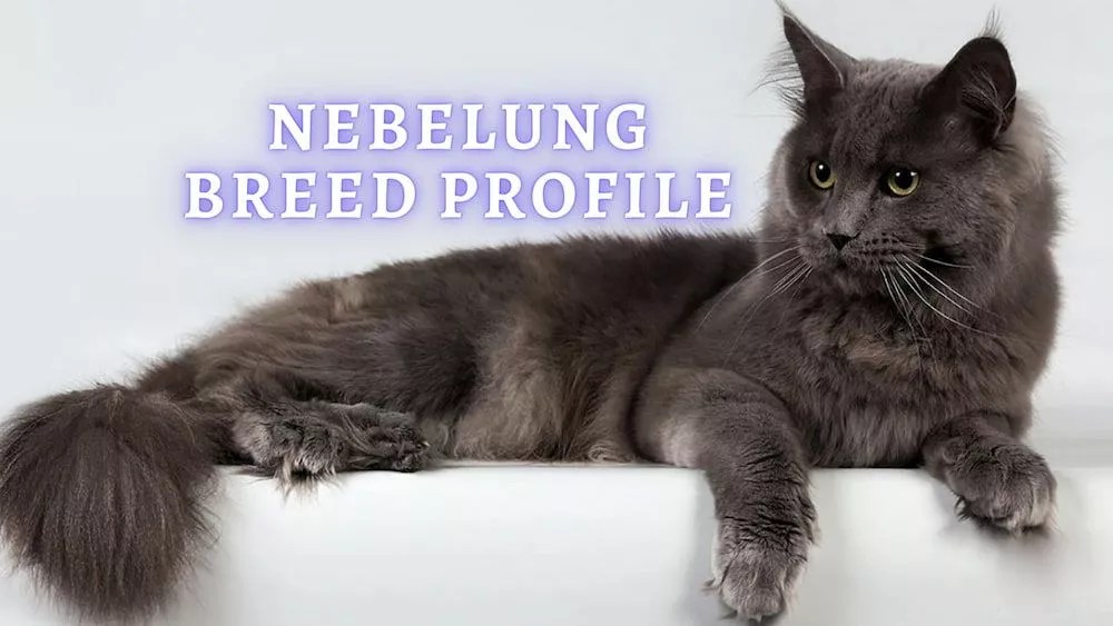 Nebelung Cat: Personality, Exercise Requirements, Cost, Adoption