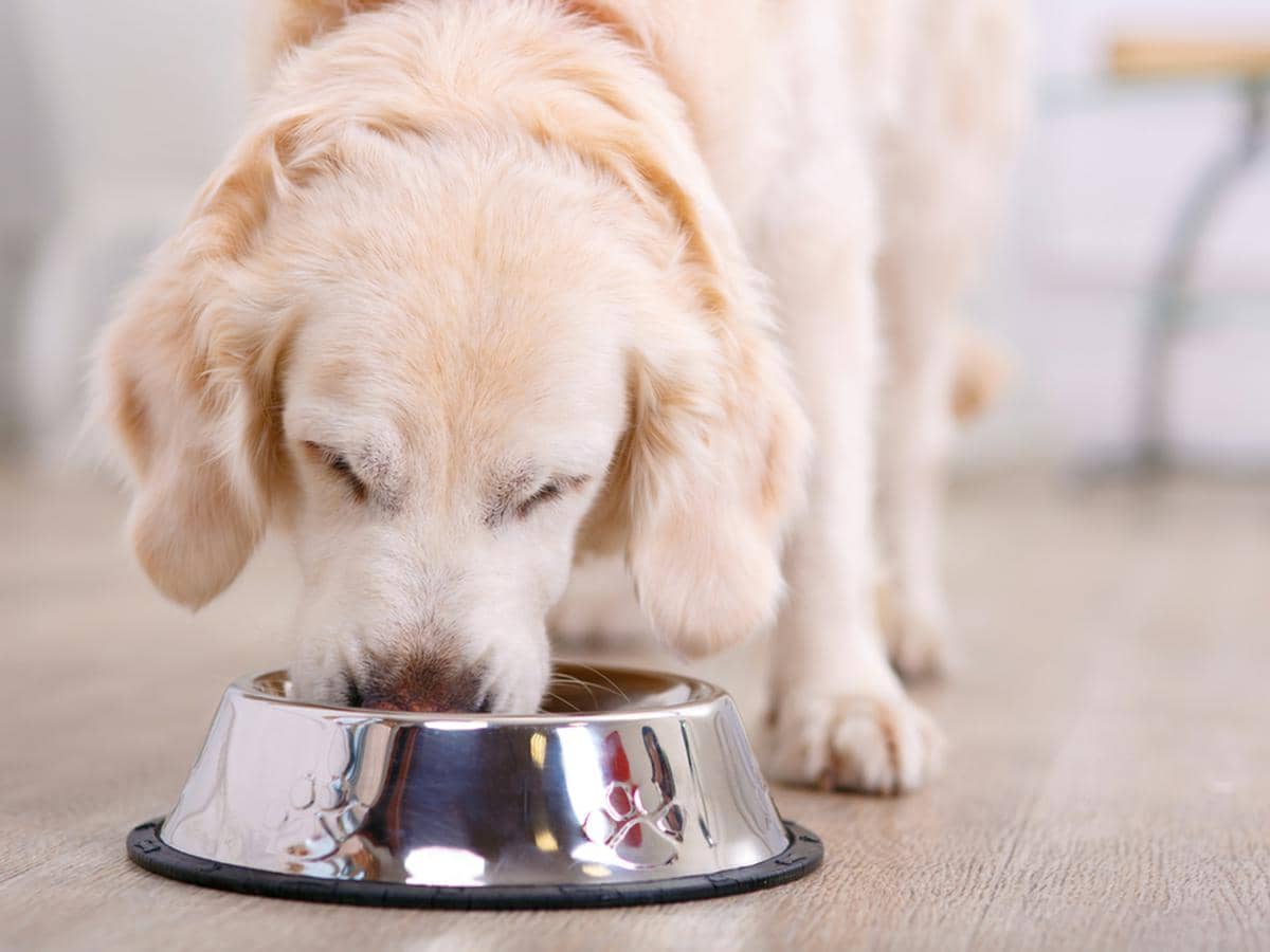 Is Fermented Food Good for Dogs? Here is Everything You Need to Know