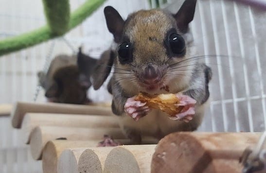 Why are ferrets illegal in California?