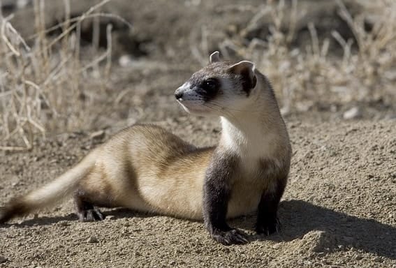 [ANSWERED] Why are ferrets illegal in California?