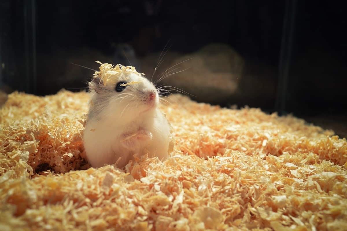 How Much do Hamsters Cost? [2021 Guide]