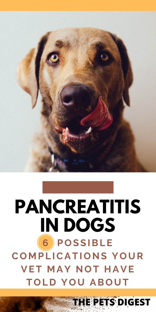 6 Possible Complications of Pancreatitis The Pets Digest