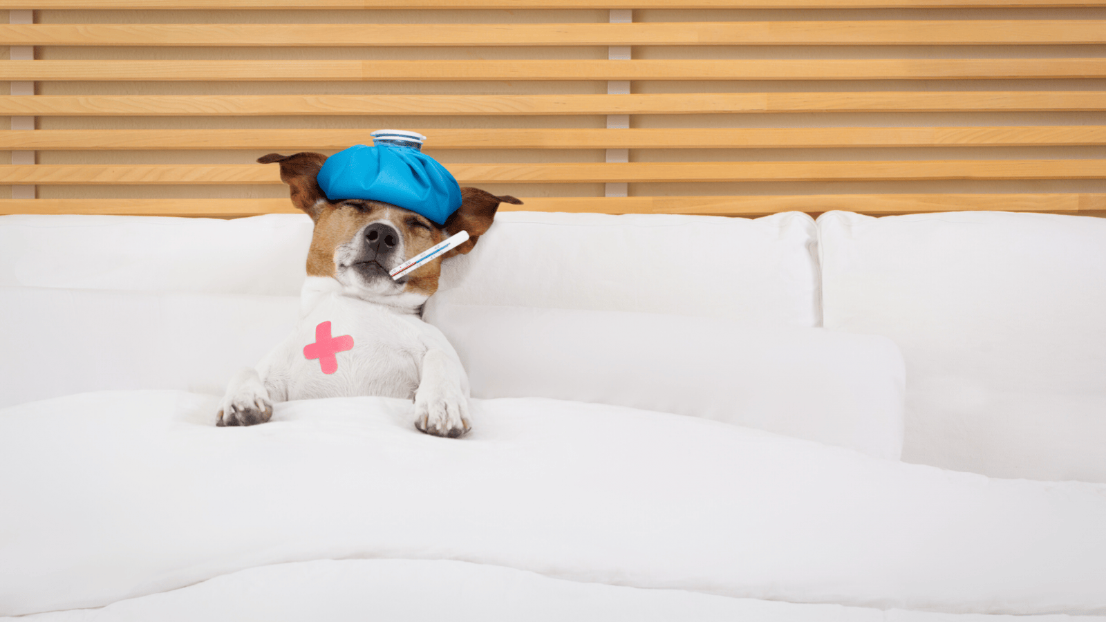 5 safe over the counter medications for vomiting