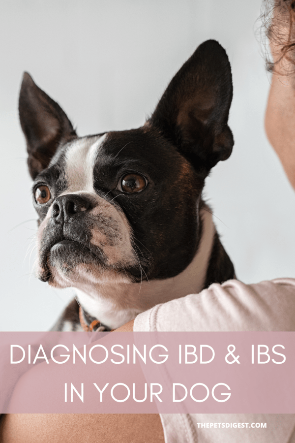 How do you diagnose IBD and IBS in Dogs
