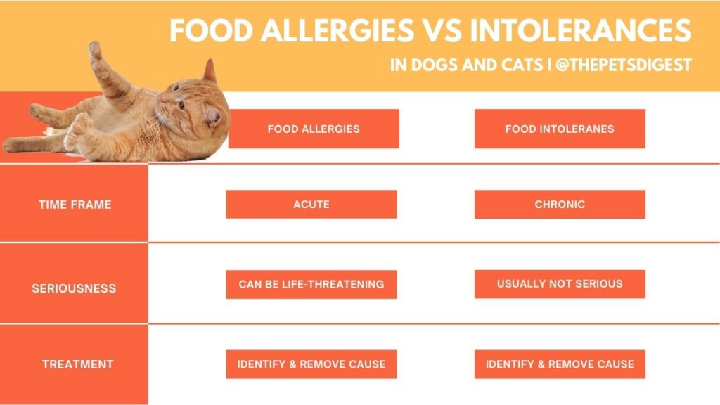Pet Food Allergies vs Pet Food Intolerances in dogs and cats
