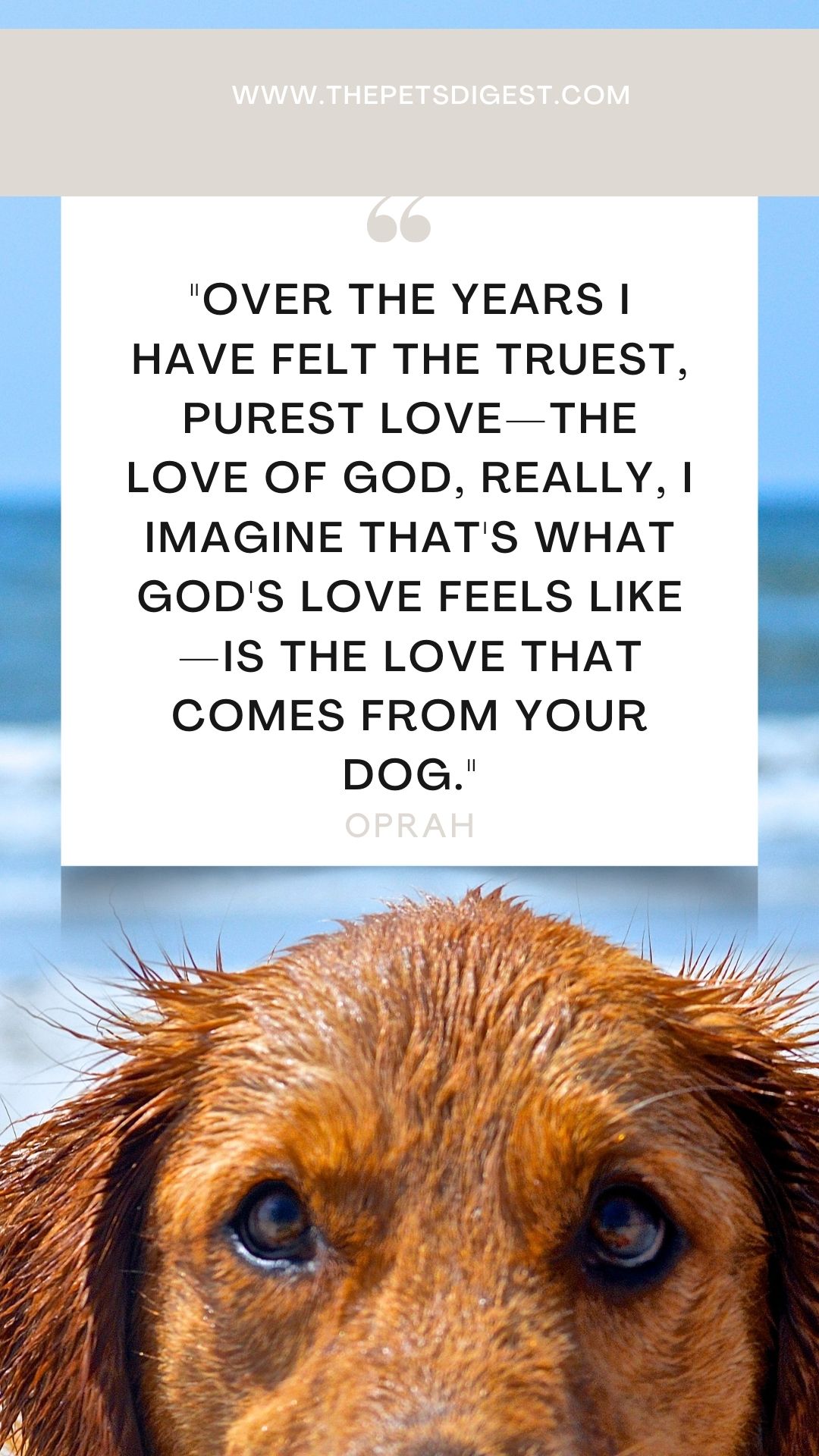 20 of the best dogs quotes best quotes about dogs