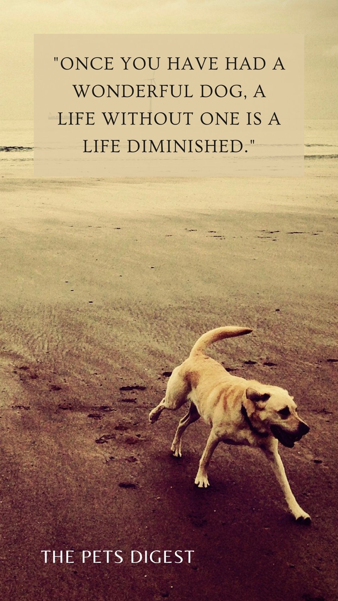 20 of the best dogs quotes best quotes about dogs