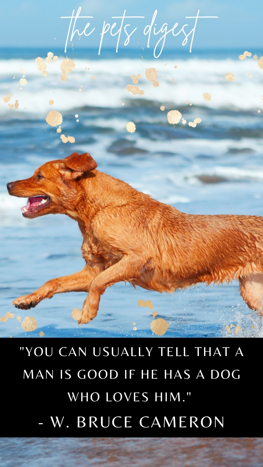 20 of the best dogs quotes best quotes about dogs