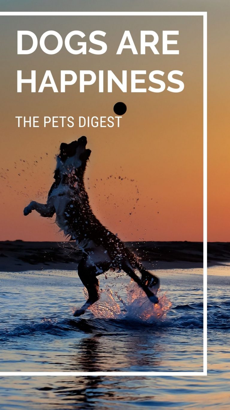 20 of the best dogs quotes best quotes about dogs