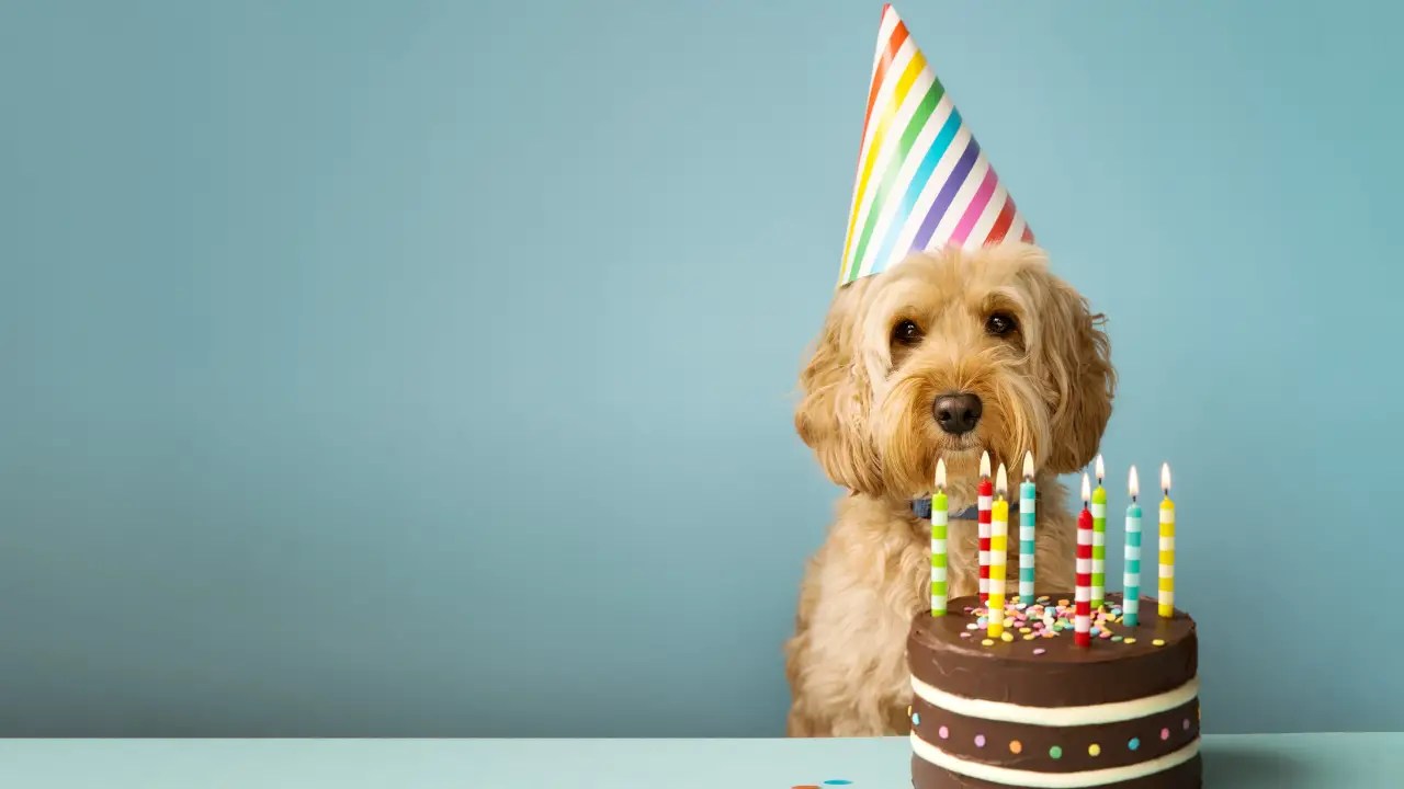 6 steps for throwing a dog birthday party doggy birthday party