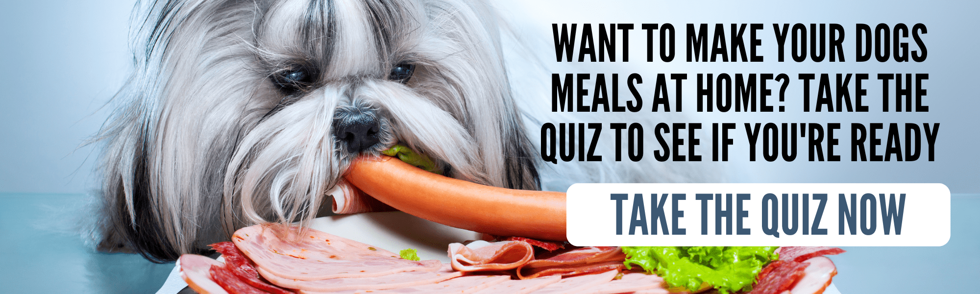 5 safe over the counter meds for vomiting & diarrhea in dogs