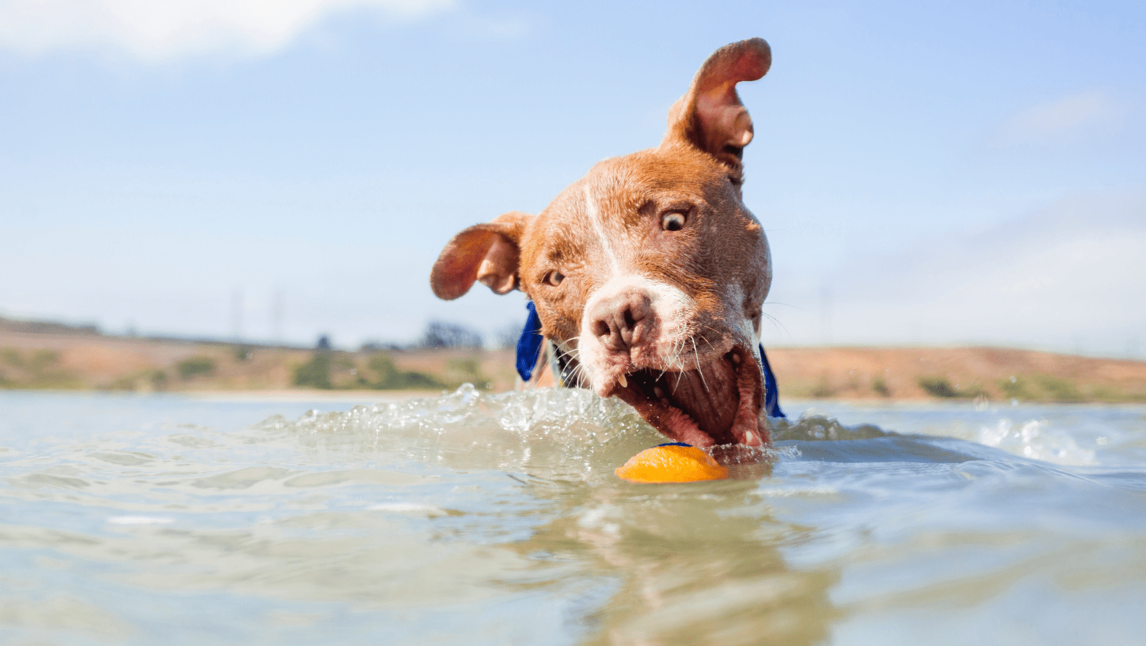 Do Dogs Carry Flesh Eating Bacteria at Jose Bohannon blog