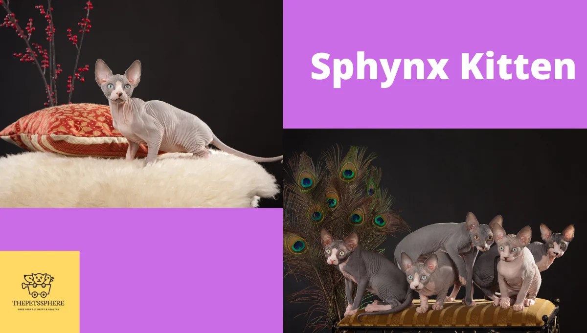Sphynx Cat Buying Guide Price and Cost Explained The Pet's Sphere