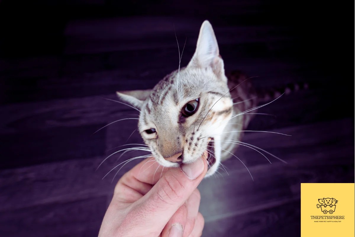 How to Train a Bengal Cat? An Easy Guide The Pet's Sphere