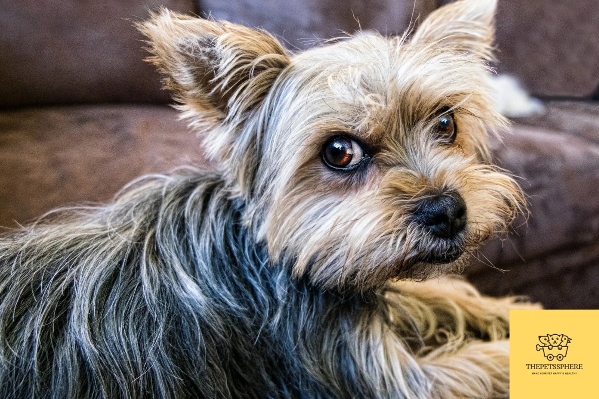 Are Yorkies good with kids? Detailed Explanation The Pet's Sphere
