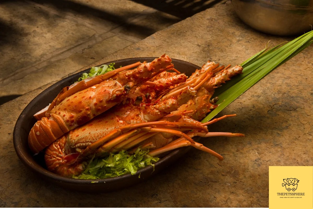 Can Cats Eat Lobster? Is It Safe or Dangerous? The Pet's Sphere