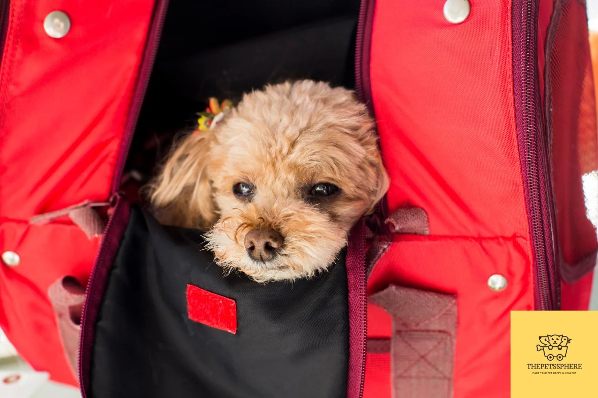 Are Poodles Good with Kids? Detailed Guide For Parents The Pet's Sphere