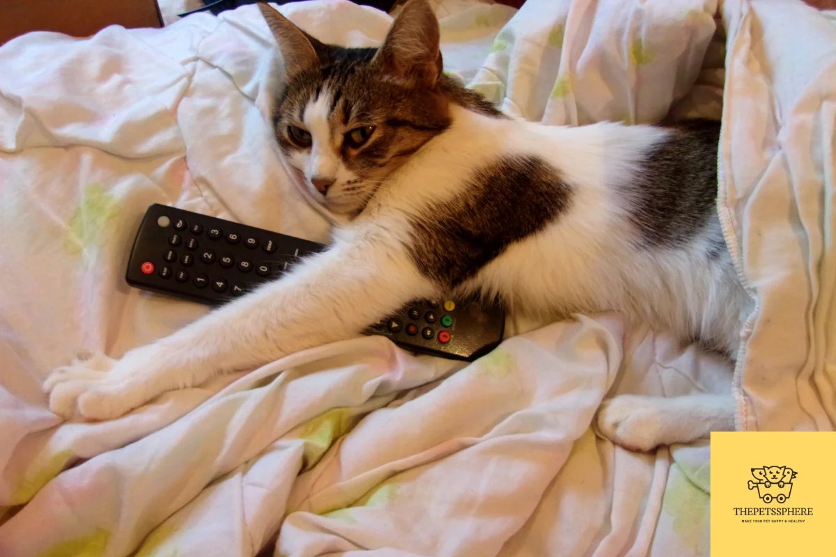 Can Cats Watch TV? Funny Facts You Can't Miss The Pet's Sphere