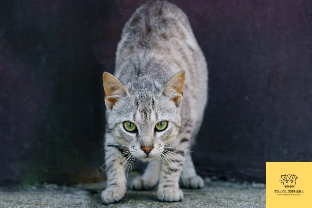 Can Cats Have ADHD? 13 Signs and Symptoms Explained The Pet's Sphere