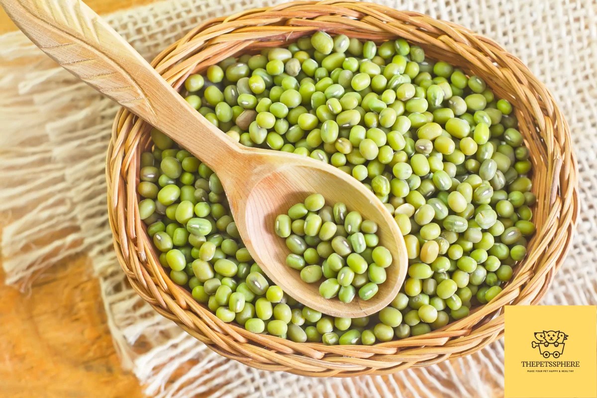 Can Cats Eat Beans? Explained with Facts The Pet's Sphere