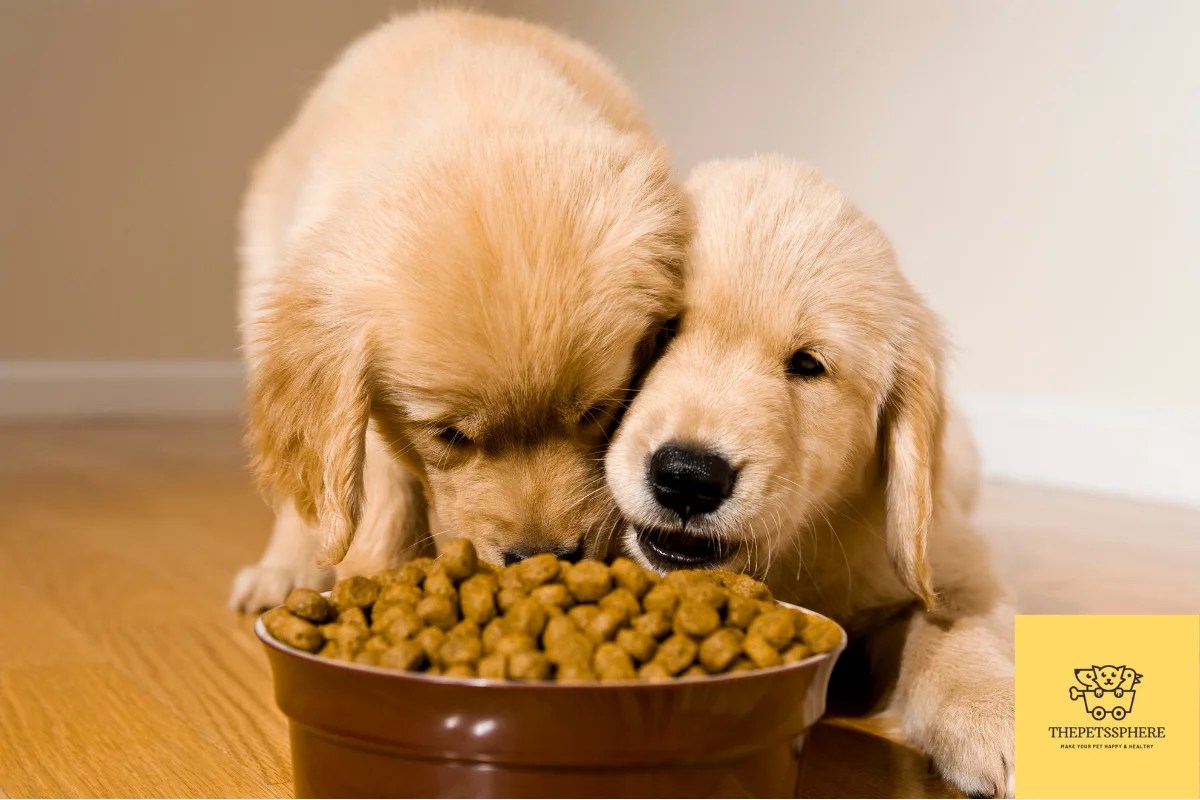Feeding Puppies A Beginner's Guide on What to Feed The Pet's Sphere