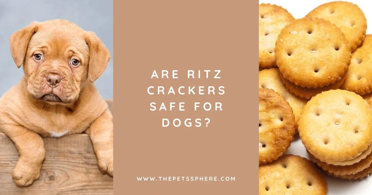 Are Ritz Crackers Safe for Dogs? The Pet's Sphere