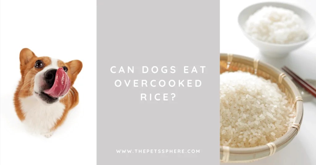 Can Dogs Eat Overcooked Rice? The Pet's Sphere