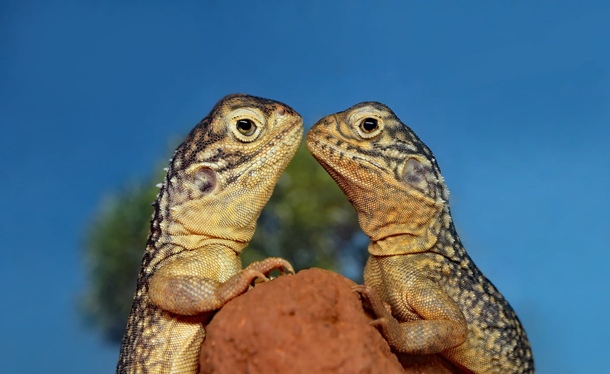 What Do Lizards Eat The Pet Staff