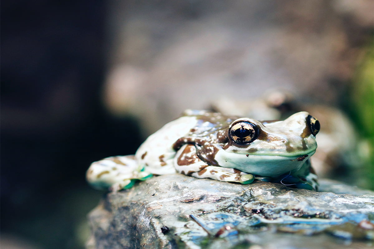 What Do Frogs Eat? The Pet Staff